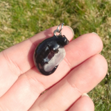 Alpine Salamander (Alpensalamander)