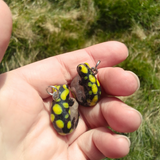 Fire Salamander aka Feuersalamander