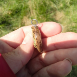 Sand lizard (Zauneidechse)