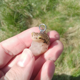 Palmate Newt aka Fadenmolch