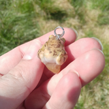 Springfrosch