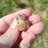 Springfrosch
