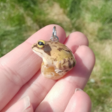 Springfrosch