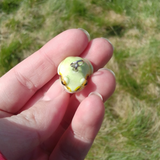 Tree Frog aka Laubfrosch