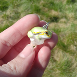 Tree Frog aka Laubfrosch