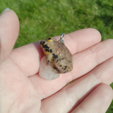 Yellow-Bellied Toad aka Gelbbauchunke