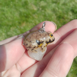 Yellow-Bellied Toad aka Gelbbauchunke