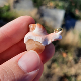 Winzige Schnecke - Karneol