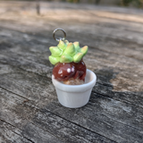 Succulent Creature- Quartz
