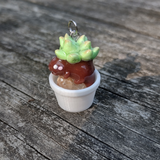 Succulent Creature- Quartz
