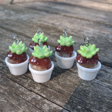 Succulent Creature- Quartz