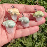 White's Tree Frog