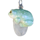 White's Tree Frog