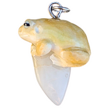 White's Tree Frog