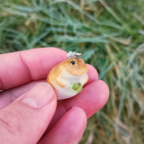 Budgett's Frog (aka Wednesday Frog)