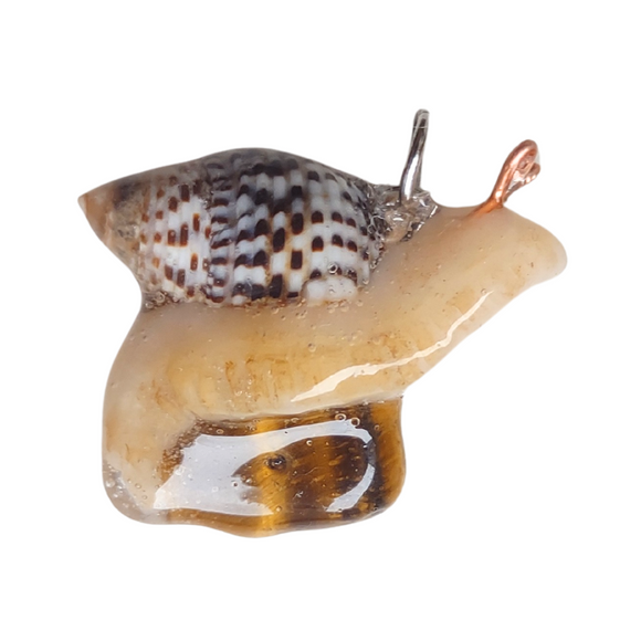 Snail - Tiger's Eye