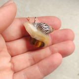 Snail - Tiger's Eye