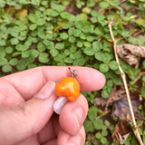 Pumpkin Toadlet - Quartz