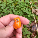 Pumpkin Toadlet - Quartz